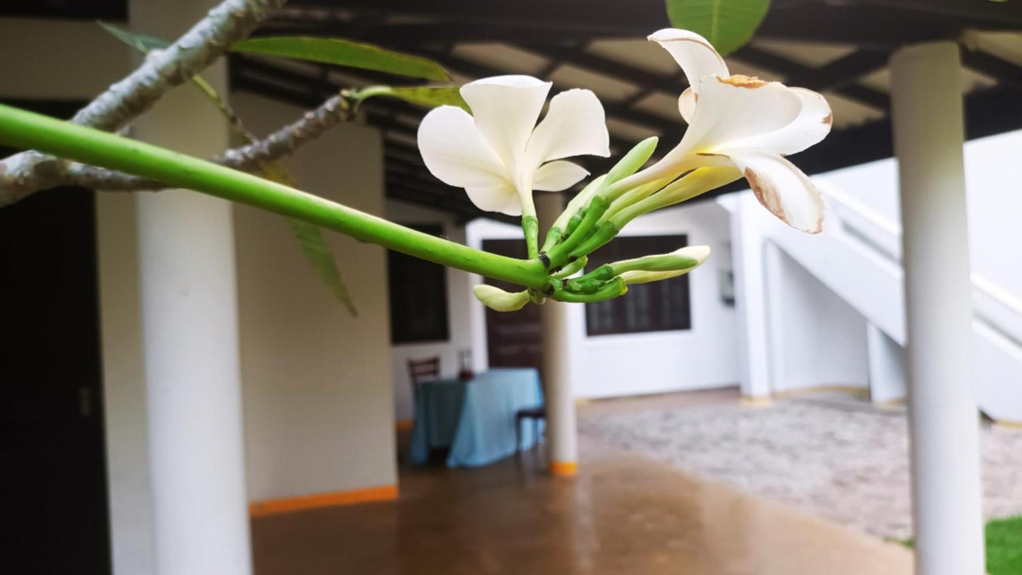 אונה ואטונה Greenery Lanka Villa מראה חיצוני תמונה